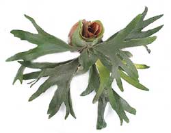 سرخس شاخ گوزنی بیفورکاتوم